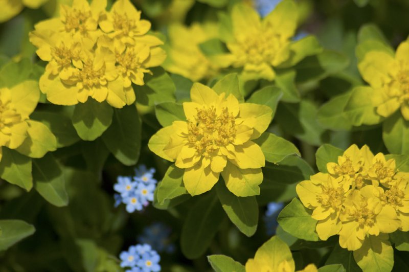 Something yellow