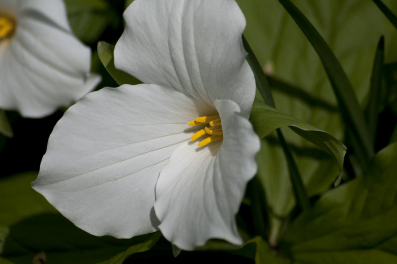 Trillium grandiflorum
