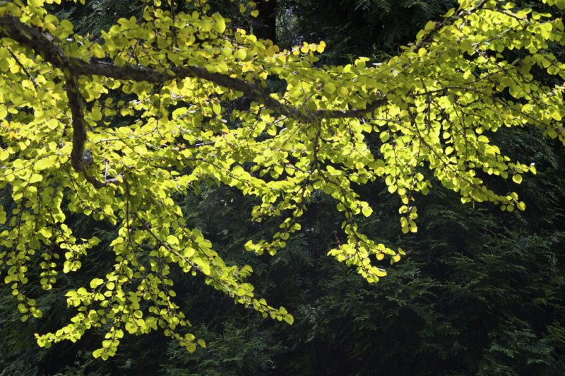 Spring green