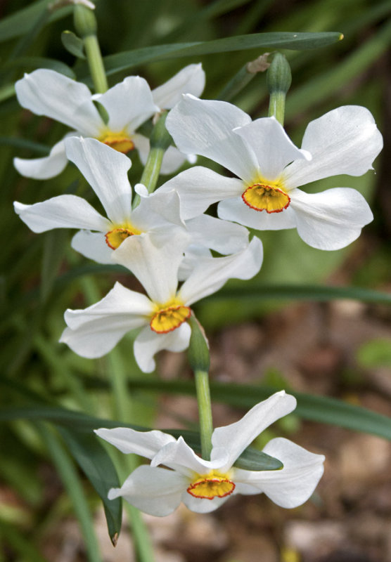 White daffodils