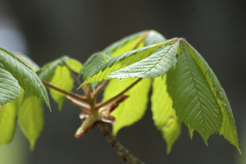 New leaves