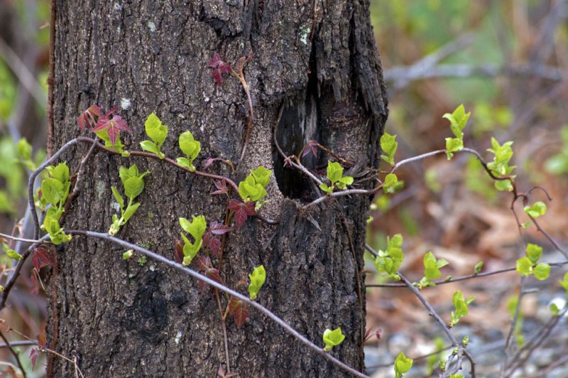 Vines