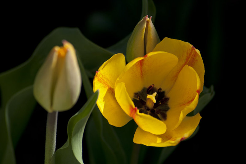 Yellow tulips