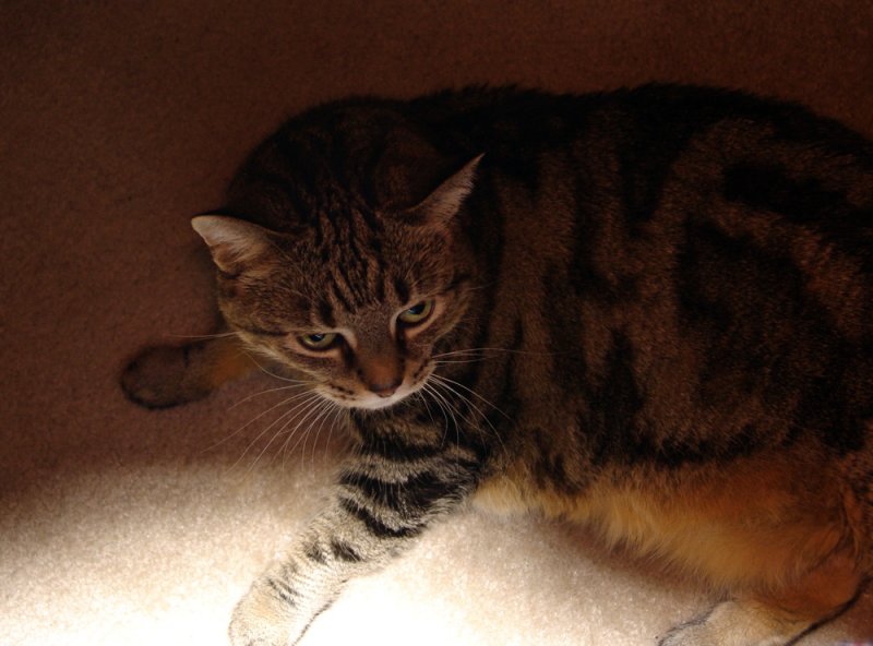MY sunbeam