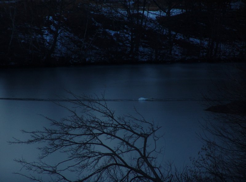 swans canal