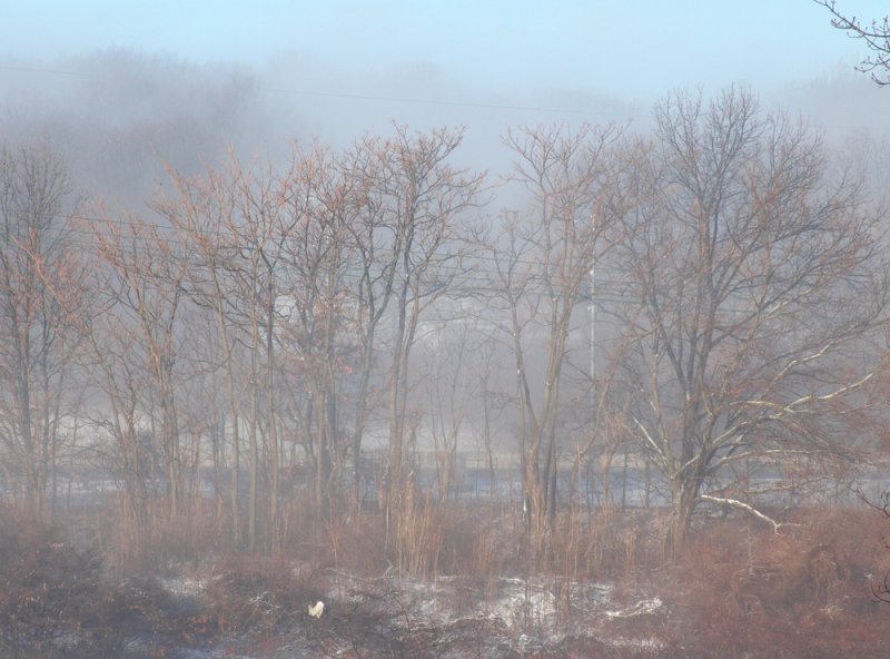 misty morning