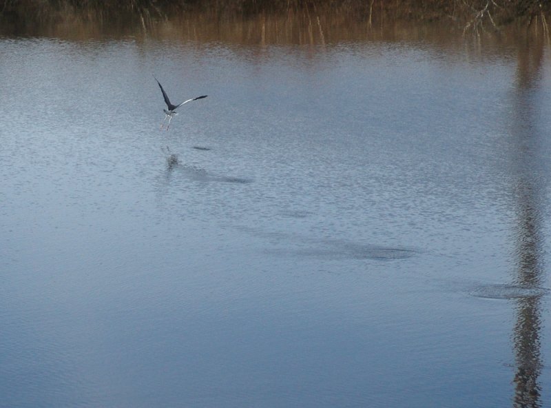 blue heron