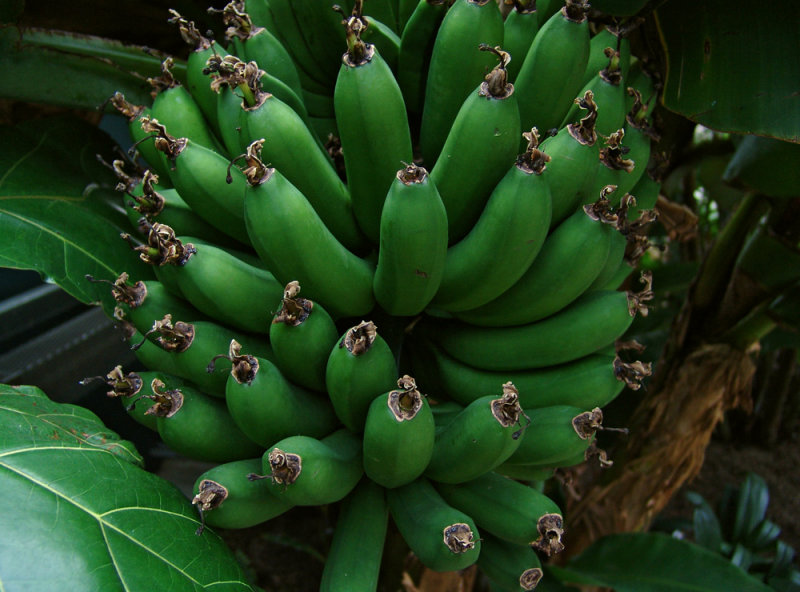 Rhode Island bananas