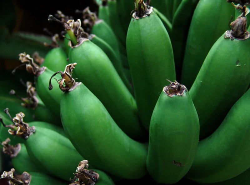 Rhode Island bananas 2