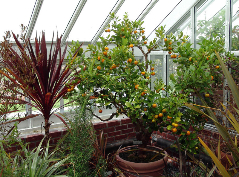 Rhode Island oranges