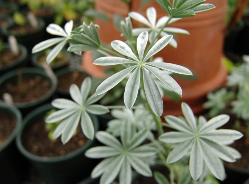 nine-pointed stars