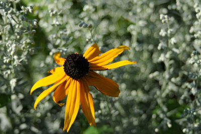 black-eyed susan