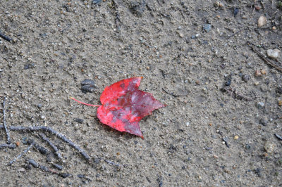 red leaf after the rain