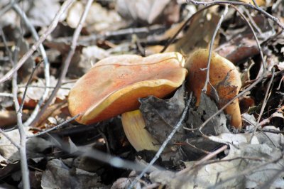mushroom