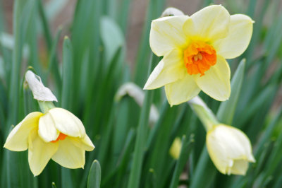 daffodils