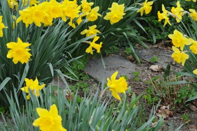 garden path