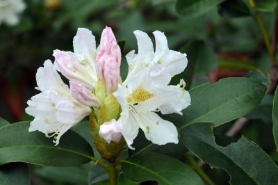 rhododendron