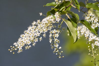 flowering tree