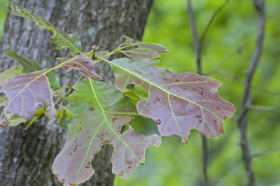 Oak leaves