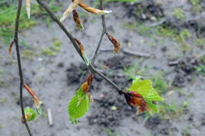 new leaves