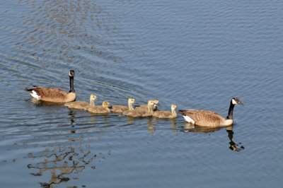 Herding goslings