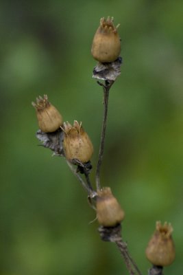 White campion seed pods