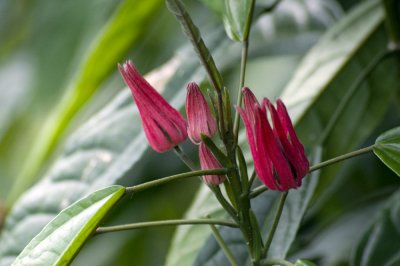 Pavonia multiflora