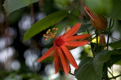 Passiflora piresii