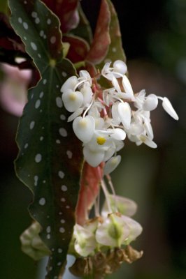 Begonia maculata