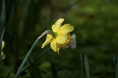 Narcissus in yellow