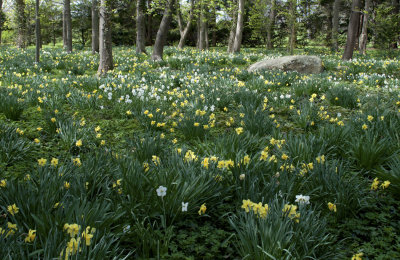Sea of daffodils