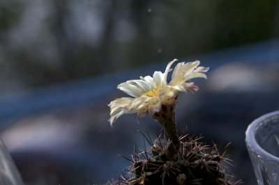 Cactus flower in the window