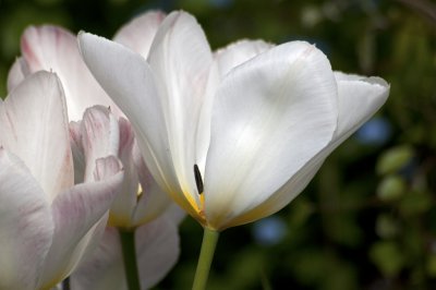 White tulips