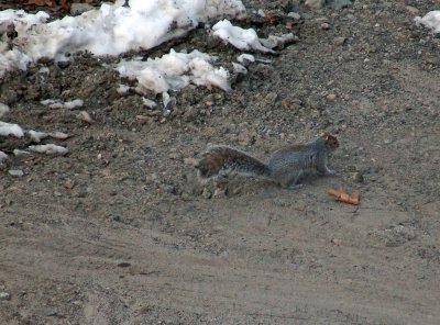 nuts.