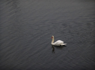 swan, Canada Pond