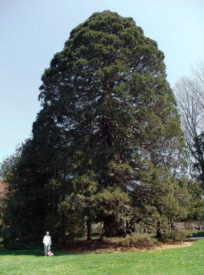 giant Sequoia 2