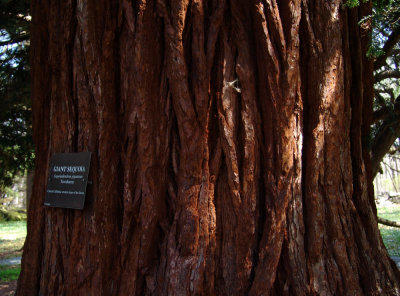 giant Sequoia bark