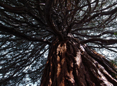 giant Sequoia: looking up
