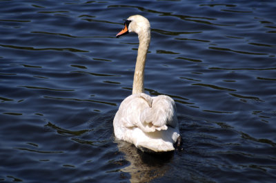 May 30: A swan's other side