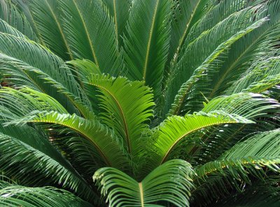 crown of fronds