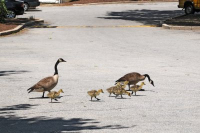 make way for goslings