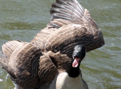 attack of the killer goose