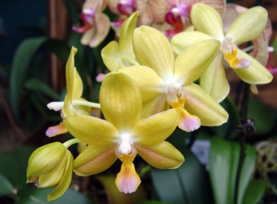 orchid phalaenopsis hybrid