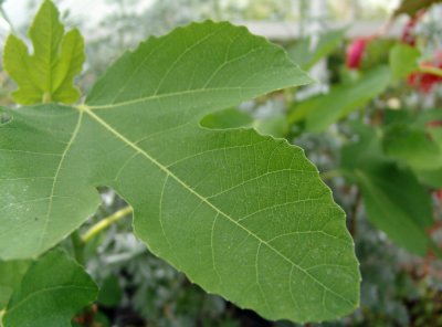 fig leaf