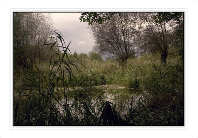 La petite Camargue