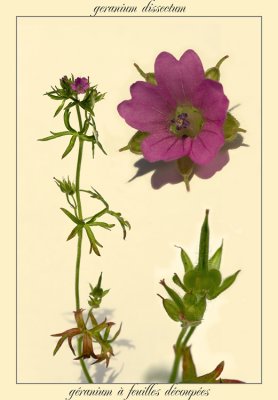 geranium dissectum