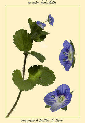 vronique