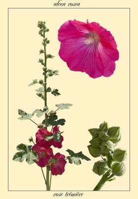 rose trmire