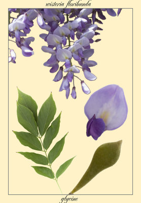 glycine