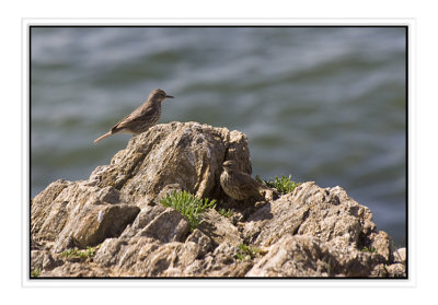 Pipit